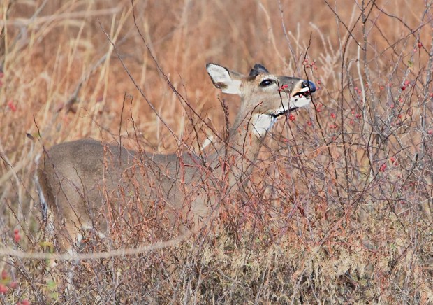 A deer grazes on rose hips on the North Landing River in Virginia Beach. Courtesy of Helen Pipcho