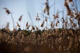 EPA grants to improve forest management in southeastern Virginia and help restore tidal wetlands on the Eastern Shore could make a big difference in Hampton Roads. 